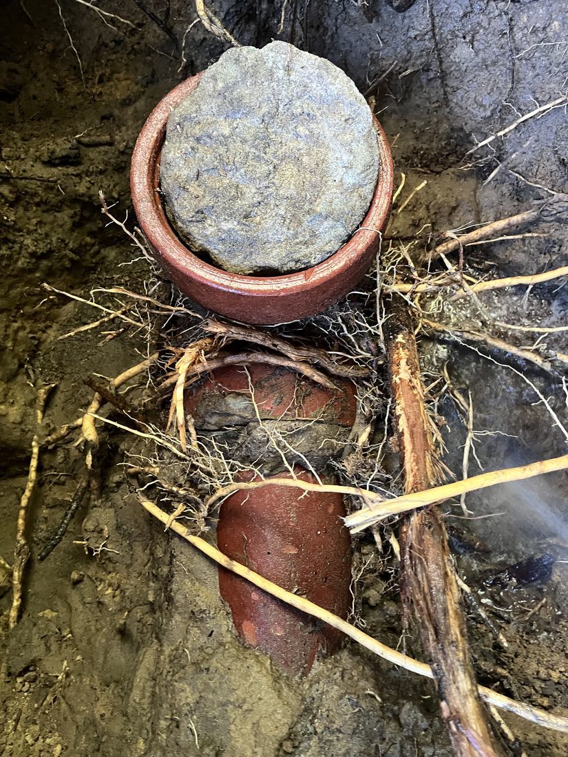 Tree Root Intrusion on a old sewer pipe